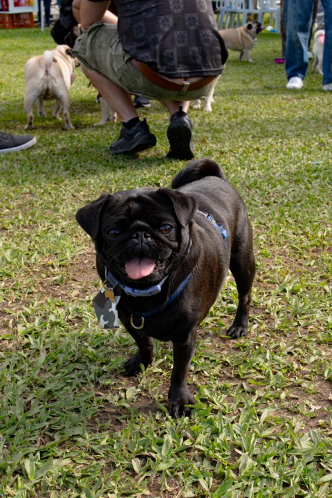 Foto do Pugnic 2026